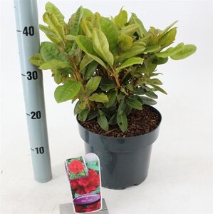 Rhododendron 'Red Jack' ROOD 30-40 cm cont. 5,0L - afbeelding 2