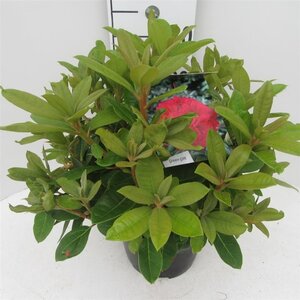 Rhododendron 'Red Jack' ROOD 30-40 cm cont. 5,0L - afbeelding 2