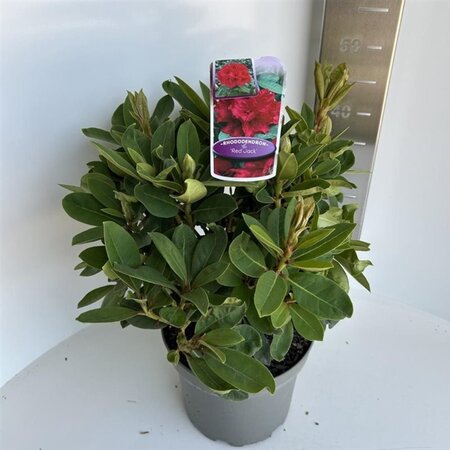 Rhododendron 'Red Jack' ROOD 40-50 cm cont. 5,0L - afbeelding 1