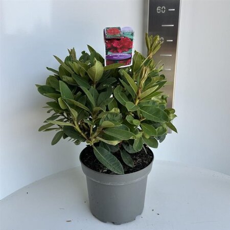 Rhododendron 'Red Jack' ROOD 40-50 cm cont. 5,0L - afbeelding 2