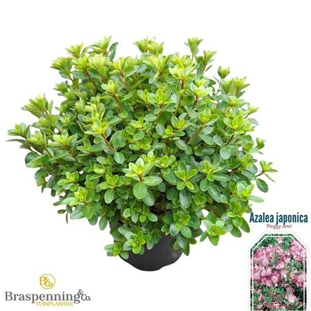 Rhododendron (AJ) 'Roehr's P. Ann' 25-30 cm cont. 4,0L