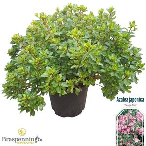 Rhododendron (AJ) 'Roehr's P. Ann' 40-50 cm cont. 10L