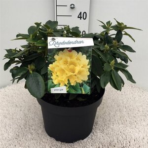 Rhododendron 'Saffrano' 30-40 cm cont. 10L - afbeelding 1