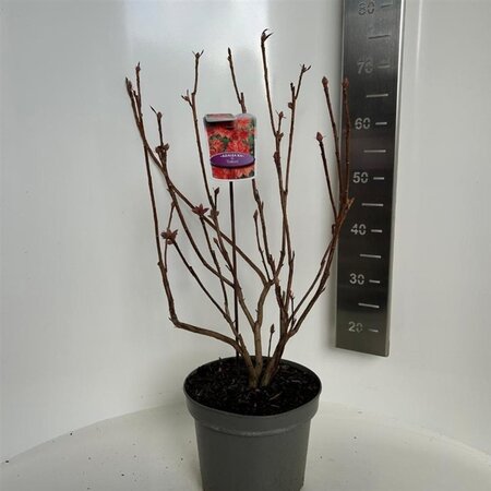 Rhododendron (AK) 'Satan' 40-50 cm cont. 5,0L - afbeelding 1