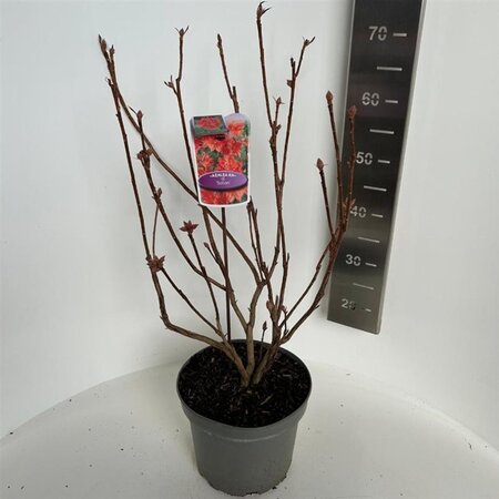 Rhododendron (AK) 'Satan' 40-50 cm cont. 5,0L - afbeelding 2