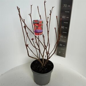 Rhododendron (AK) 'Satan' 40-50 cm cont. 5,0L - afbeelding 2