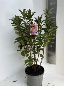 Rhododendron (AK) 'Satan' 40-50 cm cont. 5,0L