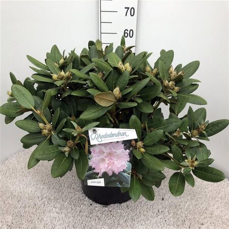 Rhododendron (Y) 'Silberwolke' WIT 40-50 cm cont. 20L - afbeelding 2