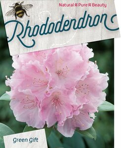 Rhododendron (Y) 'Silberwolke' WIT 40-50 cm cont. 20L - afbeelding 1