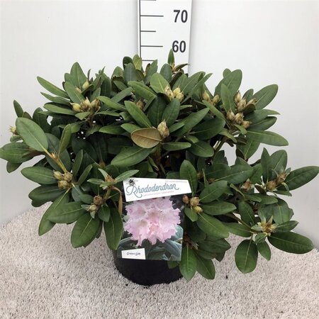 Rhododendron (Y) 'Silberwolke' WIT 40-50 cm cont. 20L - afbeelding 2