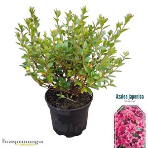 Rhododendron (AJ) 'Silvester' 20-25 cm cont. 2,0L