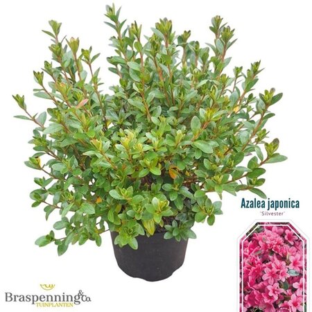 Rhododendron (AJ) 'Silvester' 25-30 cm cont. 4,0L - afbeelding 2