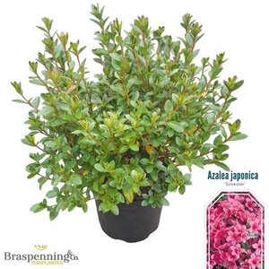 Rhododendron (AJ) 'Silvester' 25-30 cm cont. 4,0L - afbeelding 2