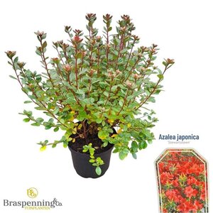 Rhododendron (AJ) 'Stewartstonian' ROOD 25-30 cm cont. 4,0L - afbeelding 2