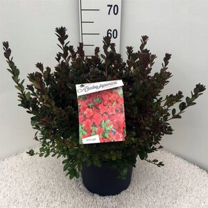 Rhododendron (AJ) 'Stewartstonian' ROOD 40-50 cm cont. 10L