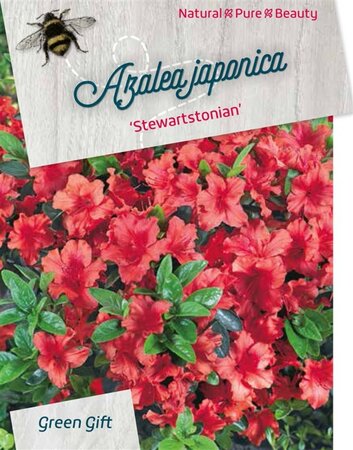Rhododendron (AJ) 'Stewartstonian' ROOD 40-50 cm cont. 10L - afbeelding 1