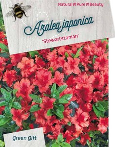 Rhododendron (AJ) 'Stewartstonian' ROOD 40-50 cm cont. 10L - afbeelding 1