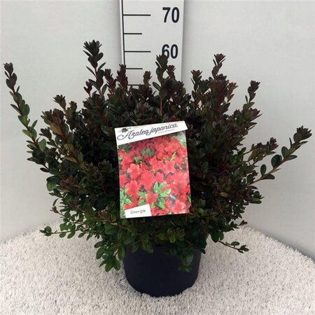 Rhododendron (AJ) 'Stewartstonian' ROOD 40-50 cm cont. 10L - afbeelding 2