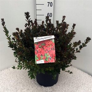 Rhododendron (AJ) 'Stewartstonian' ROOD 40-50 cm cont. 10L - afbeelding 2