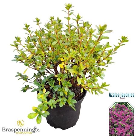 Rhododendron (AJ) 'Takako' 20-25 cm cont. 2,0L