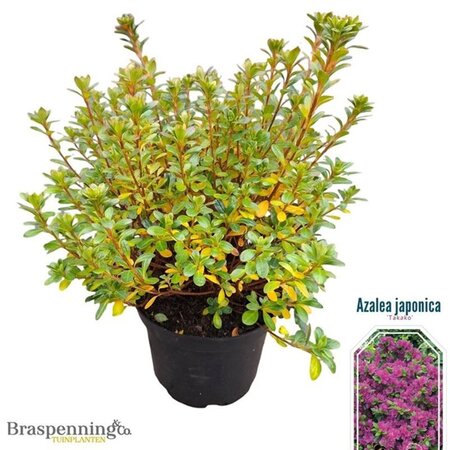 Rhododendron (AJ) 'Takako' 25-30 cm cont. 4,0L