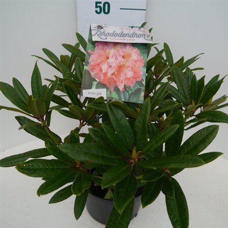 Rhododendron 'Tortoiseshell Orange' ORANJE 30-40 cm cont. 5,0L - afbeelding 5