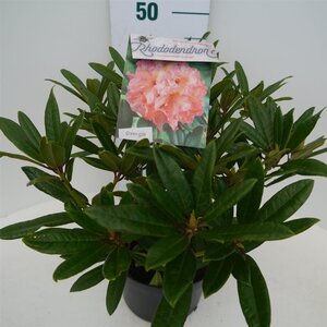 Rhododendron 'Tortoiseshell Orange' ORANJE 30-40 cm cont. 5,0L - afbeelding 5