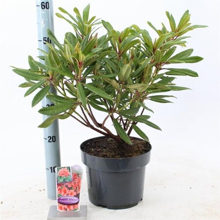 Rhododendron 'Tortoiseshell Orange' ORANJE 30-40 cm cont. 5,0L - afbeelding 5