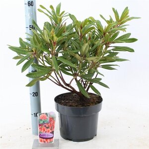 Rhododendron 'Tortoiseshell Orange' ORANJE 30-40 cm cont. 5,0L - afbeelding 5