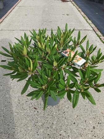 Rhododendron 'Tortoiseshell Orange' ORANJE 30-40 cm cont. 5,0L - afbeelding 4