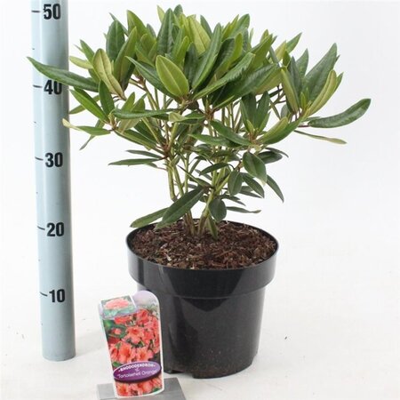 Rhododendron 'Tortoiseshell Orange' ORANJE 30-40 cm cont. 5,0L - afbeelding 6