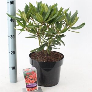 Rhododendron 'Tortoiseshell Orange' ORANJE 30-40 cm cont. 5,0L - afbeelding 6