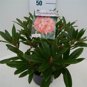 Rhododendron 'Tortoiseshell Orange' ORANJE 30-40 cm cont. 5,0L - afbeelding 3