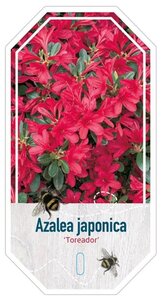 Rhododendron (AJ) 'Toreador' ROOD 20-25 cm cont. 2,0L - afbeelding 2