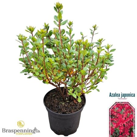 Rhododendron (AJ) 'Toreador' ROOD 20-25 cm cont. 2,0L - afbeelding 3