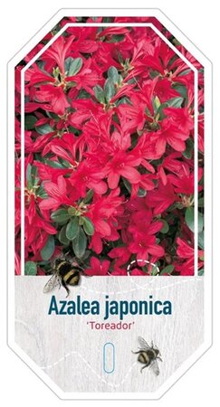 Rhododendron (AJ) 'Toreador' ROOD 25-30 cm cont. 4,0L - afbeelding 2