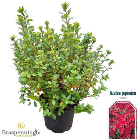 Rhododendron (AJ) 'Toreador' ROOD 25-30 cm cont. 4,0L - afbeelding 3