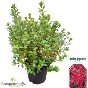 Rhododendron (AJ) 'Toreador' ROOD 25-30 cm cont. 4,0L - afbeelding 3