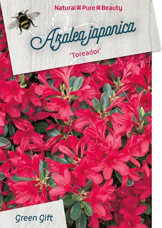 Rhododendron (AJ) 'Toreador' ROOD 40-50 cm cont. 10L - afbeelding 2