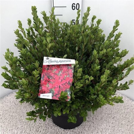 Rhododendron (AJ) 'Toreador' ROOD 40-50 cm cont. 10L - afbeelding 3