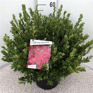 Rhododendron (AJ) 'Toreador' ROOD 40-50 cm cont. 10L - afbeelding 3