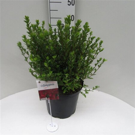 Rhododendron (AJ) 'Toreador' ROOD 40-50 cm cont. 10L - afbeelding 5