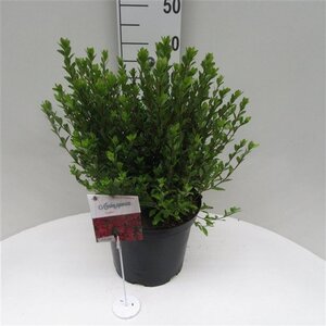 Rhododendron (AJ) 'Toreador' ROOD 40-50 cm cont. 10L - afbeelding 5