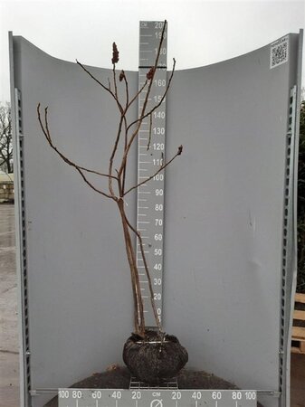 Rhus typhina 150-175 cm met kluit - afbeelding 11