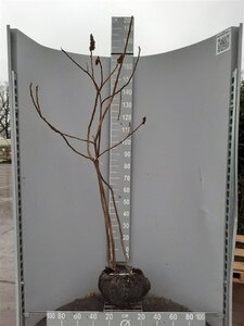 Rhus typhina 150-175 cm met kluit - afbeelding 11