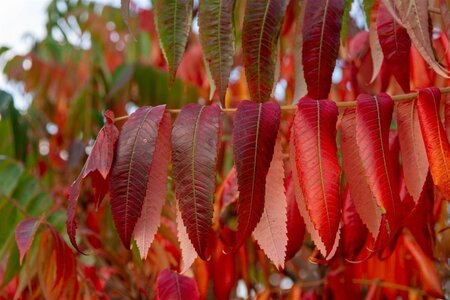 Rhus typhina 175-200 cm met kluit - afbeelding 10