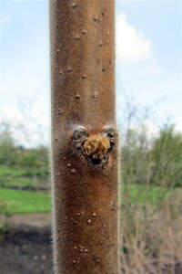 Rhus typhina 175-200 cm met kluit - afbeelding 8