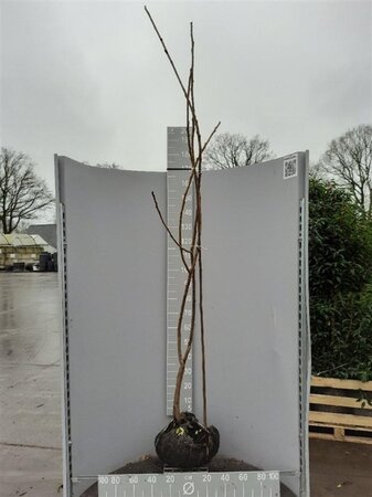 Rhus typhina 175-200 cm met kluit - afbeelding 11
