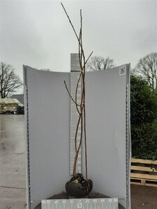 Rhus typhina 175-200 cm met kluit - afbeelding 11
