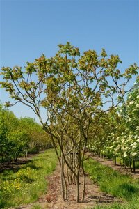 Rhus typhina 175-200 cm met kluit - afbeelding 2